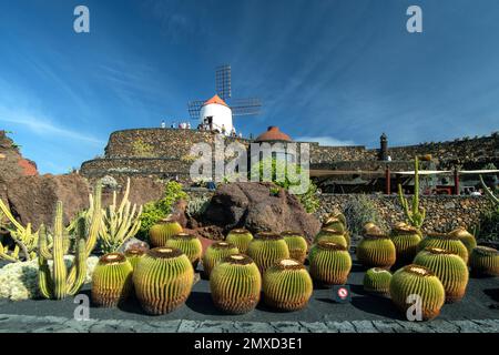 Barrel cactus (Echinocactus grusonii), Kaktusgarten Jardin de Cactus Guatiza, Kanarische Inseln, Lanzarote, Guatiza Stockfoto