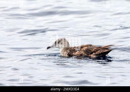 Balearische Schafe (Puffinus mauretanicus), Schwimmen auf dem Wasser des Atlantiks, Spaniens, Andalusiens Stockfoto