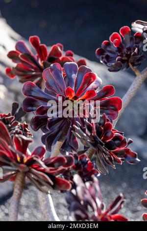 Aeonium (Aeonium arboreum var. Atropurpureum, Aeonium arboreum Atropurpureum), kultivar Atropurpureum, Kanarische Inseln, Lanzarote, Guatiza Stockfoto