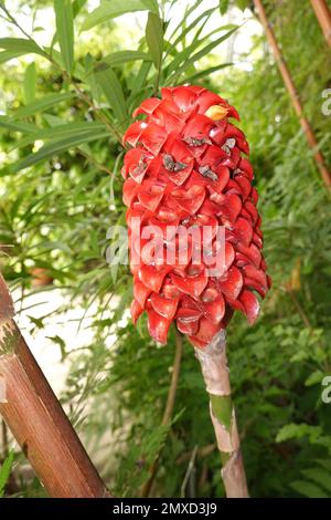 indonesischer Wachs-Ingwer, Ananas-Ingwer, malaysischer Spiral-Ingwer (Tapeinochilos anananassae), Blütezeit, Deutschland, Nordrhein-Westfalen Stockfoto