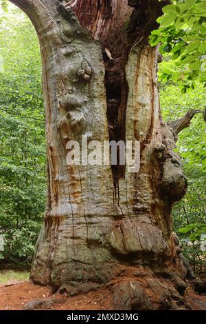Gemeine Eiche, Stieleiche, Englische Eiche (Quercus robur, Quercus pedunculata), sehr alter Eichenstamm im Urwald Sababurg, Deutschland, Hessen, Stockfoto