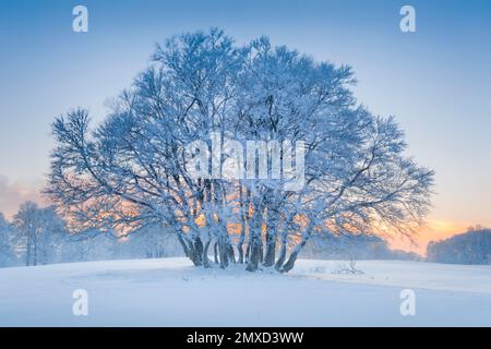 Tief schneebedeckte Baumgruppe zur Blue Hour in der Neuchatel Jura, Schweiz Stockfoto