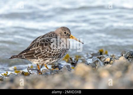 Lilafarbener Sandpiper (Calidris maritima), Nordseeküste, Niederlande, Frisia, Paesens Stockfoto