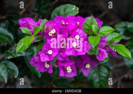 Papierfabrik, vier Uhr (Bougainvillea-Hybride), Blumen und Blätter, Kanarische Inseln, Lanzarote Stockfoto