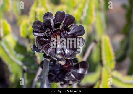 Aeonium (Aeonium arboreum var. Atropurpureum, Aeonium arboreum Atropurpureum), kultivar Atropurpureum, Kanarische Inseln, Lanzarote, Guatiza Stockfoto