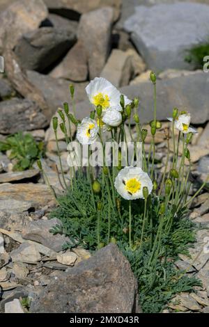 alpenmohn (Papaver alpinum), blühend und fruchtbar, Schweiz, Schynige Platte Stockfoto