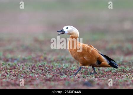 Ruddy Shelduk (Tadorna ferruginea, Casarca ferruginea), weibliche Wanderin der Wüste auf der Suche nach Nahrung, Kanarische Inseln, Lanzarote, Guatiza Stockfoto