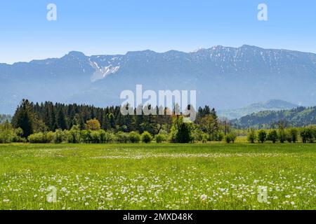 Blühende Frühlingswiese mit den Ammergaualpen und dem hohen Kist, Deutschland, Bayern, Region Murnauer Moos Stockfoto