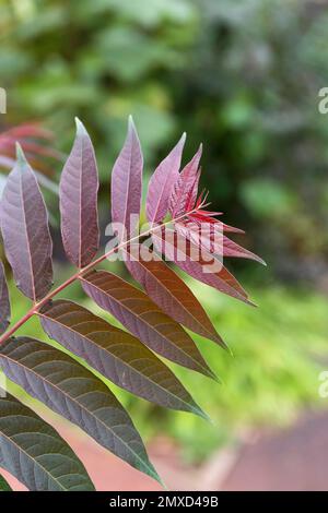 Baum des Himmels, Baum des Himmels (Ailanthus altissima 'Purple Dragon', Ailanthus altissima Purple Dragon, Ailanthus glandulosa), Kultivar Stockfoto