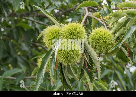 Spanische Kastanie, süße Kastanie (Castanea sativa „Marigoule“). Castanea sativa Marigoule), Früchte eines Zweigs, Kultivar Marigoule, Europa, Stockfoto