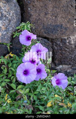 Kairo Morning Glory, Coast Morning Glory, Eisenbahnkriecher (Ipomoea cairica), blühende Pflanze, Kanarische Inseln, Fuerteventura Stockfoto