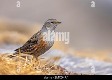 Alpenakzentor (Prunella collaris), Stehvermögen, Schweiz, Wallis Stockfoto