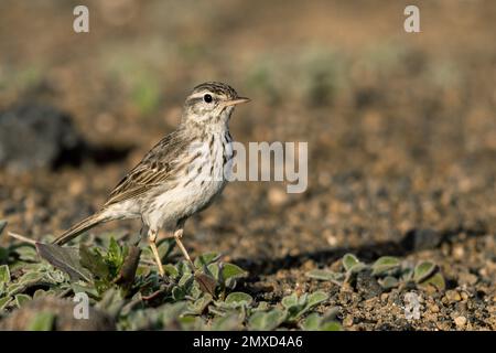 Kanarische Pitpit, Berthelot's Pipit (Anthus berthelotii), Standing, Kanarische Inseln, Lanzarote, Guatiza Stockfoto