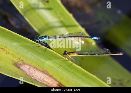 Gewöhnliche Ischnura, Blauschwanzdamselfliege (Ischnura elegans), Männchen, der auf dem Blatt von Wassersoldaten sitzt, Niederlande, Overijssel, Weerribben-Wieden Stockfoto