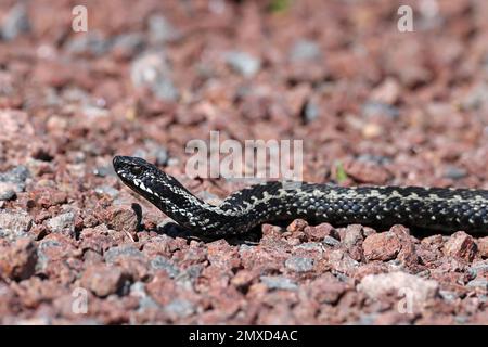 Adder, Gemeine Viper, Gemeine europäische Viper, Gemeine Viper (Vipera berus), die sich auf einem Pfad schleicht, Finnland, Aland Stockfoto