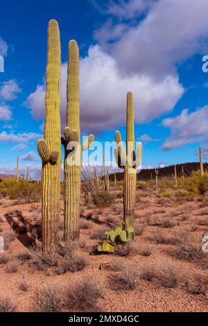 Orgel Pipe Cactus (Stenocereus thurberi), endemisch im National Monument und seiner Umgebung, USA, Arizona, Sonoran, Organ Pipe Cactus National Stockfoto