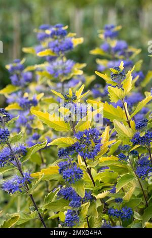 Blauer Bart, Blauer Spiraea (Caryopteris x clandonensis 'Sunny Blue', Caryopteris x clandonensis Sunny Blue, Caryopteris clandonensis), blühend, Stockfoto