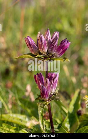 Pannonischer Enzian, ungarischer Enzian, Brauner Enzian (Gentiana pannonica), Blooming, Schweiz, Schynige Platte Stockfoto