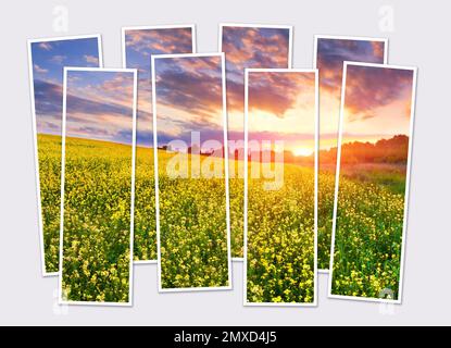 Isolierte Acht-Bild-Collage des Sonnenaufgangs auf dem Feld blühender gelber Blüten. Attraktiver Sommerblick auf die Gegenseite. Modell von modular Stockfoto