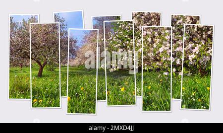 Isolierte zehn-Bild-Collage eines blühenden Apfelgartens. Heller Blick auf die Frühlingslandschaft am Morgen. Modell eines modularen Fotos. Stockfoto