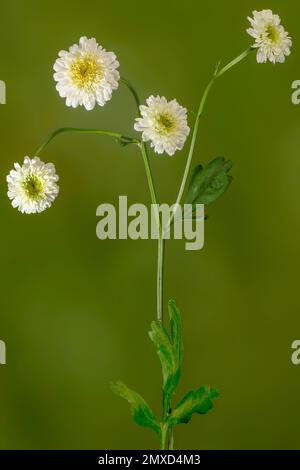 Federfew, feverfew, feather-leaf tansy (Tanacetum parthenium, Chrysanthemum parthenium), blühend, Deutschland, Bayern Stockfoto