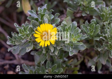 Goldmünze, mediterraner Strand Daisy (Pallenis maritima, Asteriscus maritimus, Bubonium maritimum), Blüte, Kanarische Inseln, Lanzarote, Maguez Stockfoto