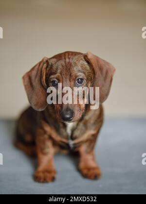 Der kleine Dackel-Welpe schaut in die Kamera. Stockfoto