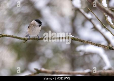 Blackcap, Sylvia Atricapilla, hoch oben auf einem Baum im Winter Stockfoto