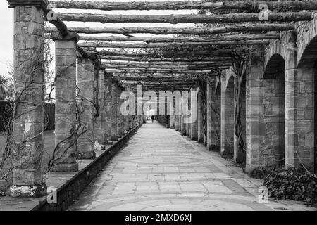 Pergola Walkway, Hever Castle, Kent, Großbritannien Stockfoto