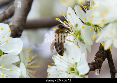 Honigbienenfliegen, Pflaumenblüten füttern und bestäuben in einem Pflaumengarten. Stockfoto