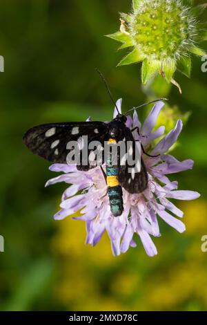 Neunfleckige Motte oder gelber Gürtel burnet, Amata phegea, vormals Syntomis phegea, Makro in Unkraut, selektiver Fokus, Oberer Freiheitsgrad Stockfoto