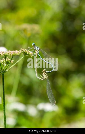 Nahaufnahme von zwei Feather Dragonflies Platycnemis-Entenschnäpper, die sich auf grünem Gras paaren und ein Herz mit ihren Körpern bilden. Stockfoto