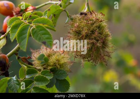 Rosenbärengall, Robins Kissengallen, Moosgallen Diplolepis Rosae auf Rose. Stockfoto