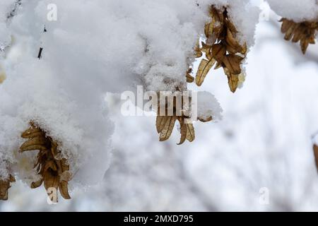 Trockene Blätter und Samen auf den Hornbuchzweigen im Winter/Schneefall. Stockfoto