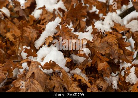 Der erste schneebedeckte Herbst farbige Blätter im Baum, Baummarke mit gelben Blättern unter Schnee. Herbstlaub unter Schnee. Schneebedeckte Eichenblätter in Winte Stockfoto