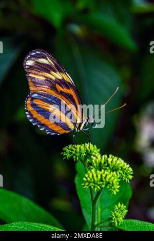 Heliconius besteht aus einer bunten und weit verbreiteten Gattung von Schmetterlingen mit Pinselfüßen, die allgemein als Langflügel oder Heliconianer bekannt sind Stockfoto