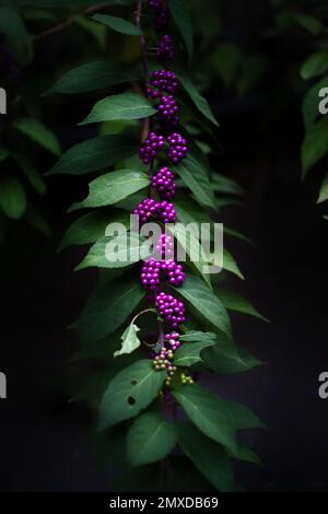 Ein vertikales Bild von Beautyberry (Callicarpa)-Sträuchern im Garten Stockfoto