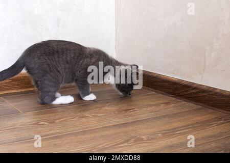 Ein graues Kätzchen geht aus nächster Nähe auf einem Holzboden Stockfoto