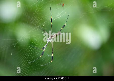 Nahaufnahme einer Trichonephila clavata auf einem Netz Stockfoto