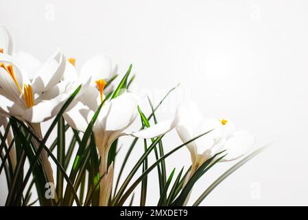 Weiße Krokusse im Frühjahr auf weißem Hintergrund mit Kopierraum Stockfoto