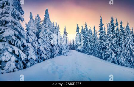 Wunderschöne Winterlandschaft. Spektakulärer Sonnenaufgang im Bergwald. Herrliche Winterszene der Karpaten. Farbenfroher Blick auf das schneebedeckte Tal am Morgen. Stockfoto
