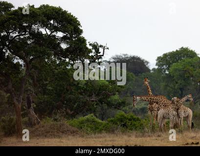 Ein Turm aus nördlichen Giraffen, die bei Tageslicht Blätter aus üppigen Büschen und Bäumen essen Stockfoto