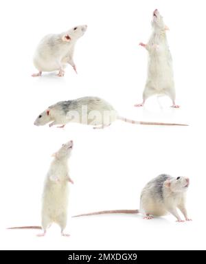 Set of cute little rats on white background Stockfoto