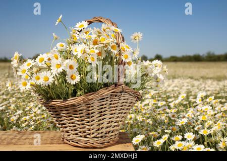 Korb mit wunderschönen Kamillen auf Holztisch im Feld Stockfoto