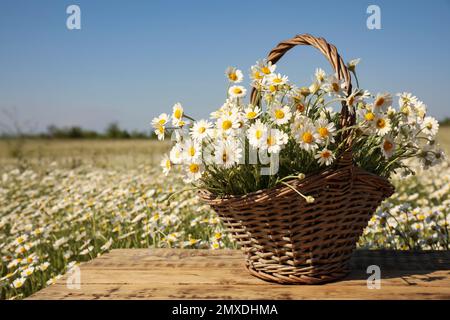Korb mit wunderschönen Kamillen auf Holztisch im Feld Stockfoto