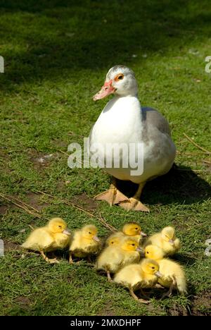 Barbarie-Ente mit Küken Stockfoto