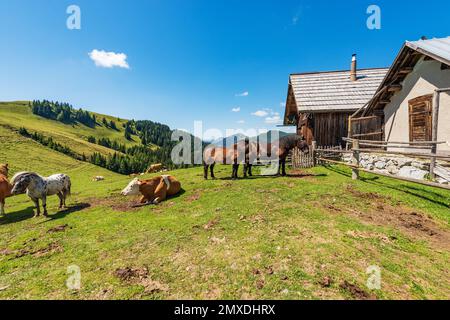 Milchkühe und Pferde auf einer Bergweide, Grenze Italien-Österreich, Gemeinde Feistritz an der Gail, Osternig-Gipfel, Kärnten, Julische Alpen, Österreich. Stockfoto