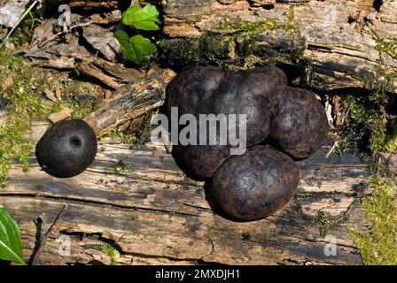 König Alfreds Kuchen-Pilz Stockfoto