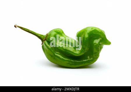 Scotch Bonnet Chili in Form einer Ente Stockfoto