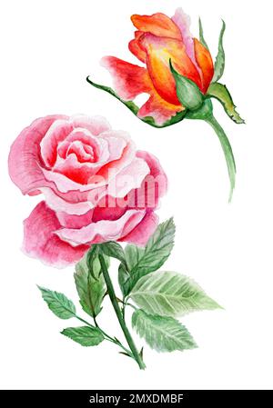 Rosa Und Orange Rosen. Aquarellabbildung. Ideal für den Valentinstag Stockfoto